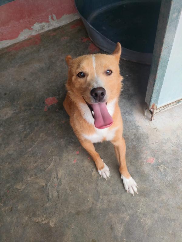 🐾 MAMBO – DAL CANILE AL TUO CUORE 🐾 Foto 7